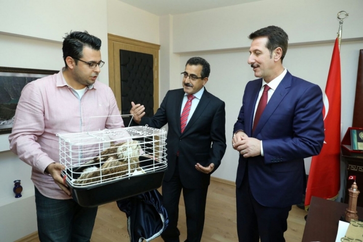 Yaralı Bulunan “Kızıl Şahin” Yetkililere Teslim Edildi