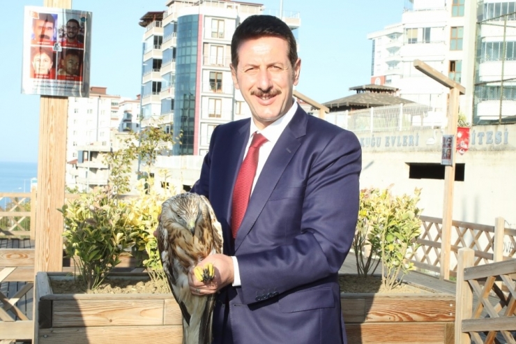 Yaralı Bulunan “Kızıl Şahin” Yetkililere Teslim Edildi