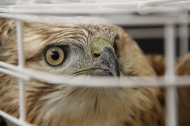 Yaralı Bulunan “Kızıl Şahin” Yetkililere Teslim Edildi