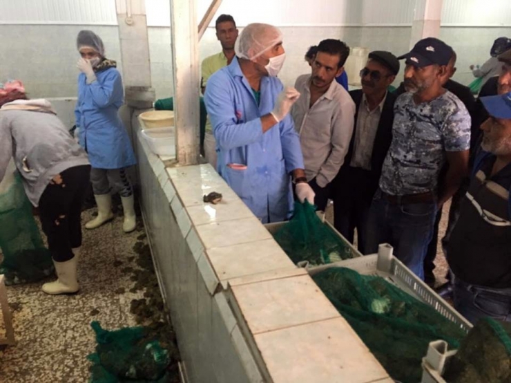 Avrupa, Ergene’den Çıkan Kurbağa Bacaklarını Yemiyor