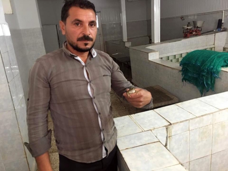 Avrupa, Ergene’den Çıkan Kurbağa Bacaklarını Yemiyor