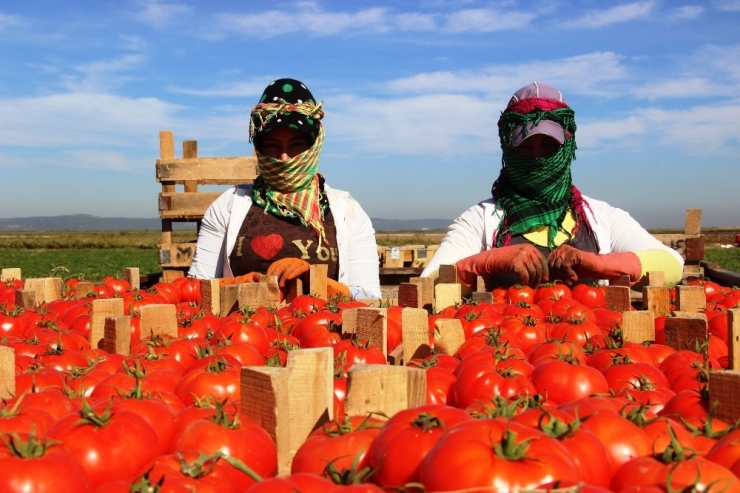 Meşhur Çanakkale Domatesi 10 Günde 3 Kat Zamlandı