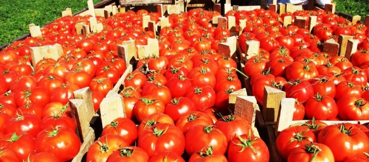 Meşhur Çanakkale Domatesi 10 Günde 3 Kat Zamlandı