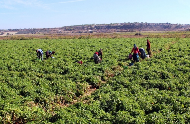 Meşhur Çanakkale Domatesi 10 Günde 3 Kat Zamlandı