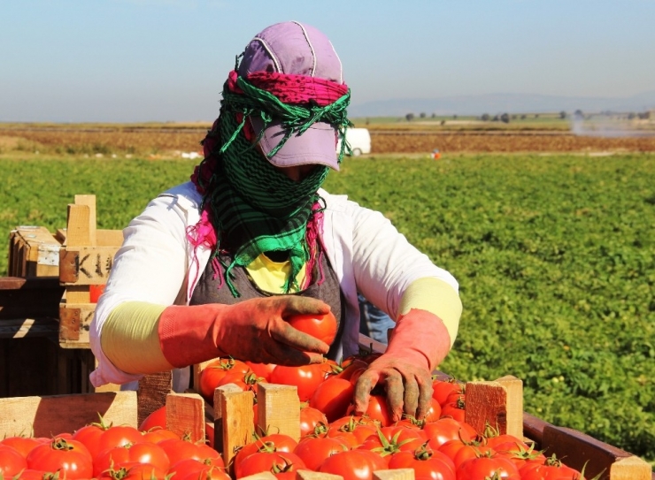 Meşhur Çanakkale Domatesi 10 Günde 3 Kat Zamlandı