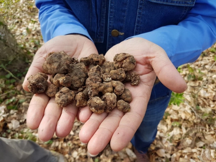 Trüf Mantarını Köpekler Buluyor, Kilosu 3 Bin Euro’dan Alıcı Buluyor