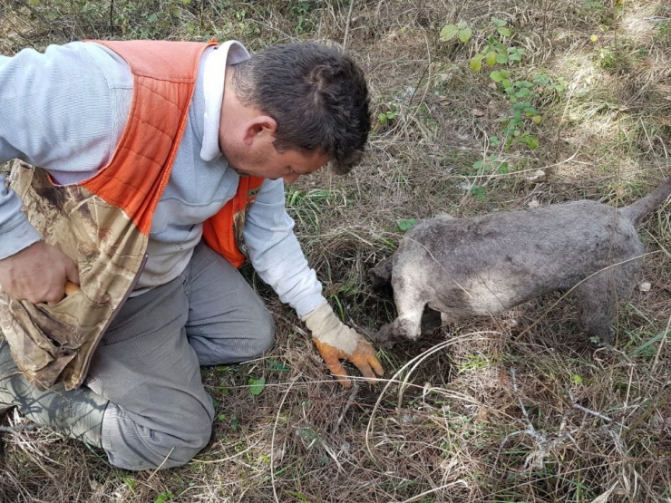 Trüf Mantarını Köpekler Buluyor, Kilosu 3 Bin Euro’dan Alıcı Buluyor