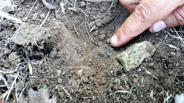 Trüf Mantarını Köpekler Buluyor, Kilosu 3 Bin Euro’dan Alıcı Buluyor