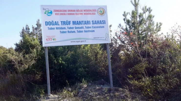 Trüf Mantarını Köpekler Buluyor, Kilosu 3 Bin Euro’dan Alıcı Buluyor