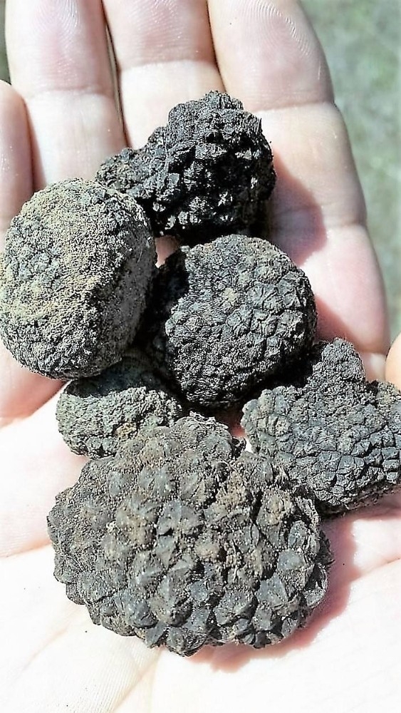 Trüf Mantarını Köpekler Buluyor, Kilosu 3 Bin Euro’dan Alıcı Buluyor