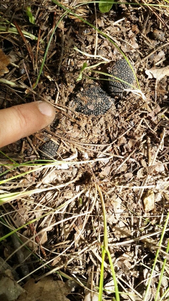 Trüf Mantarını Köpekler Buluyor, Kilosu 3 Bin Euro’dan Alıcı Buluyor