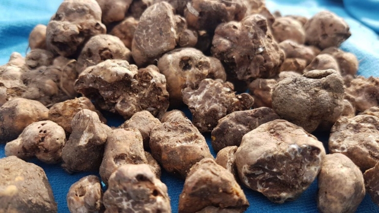 Trüf Mantarını Köpekler Buluyor, Kilosu 3 Bin Euro’dan Alıcı Buluyor