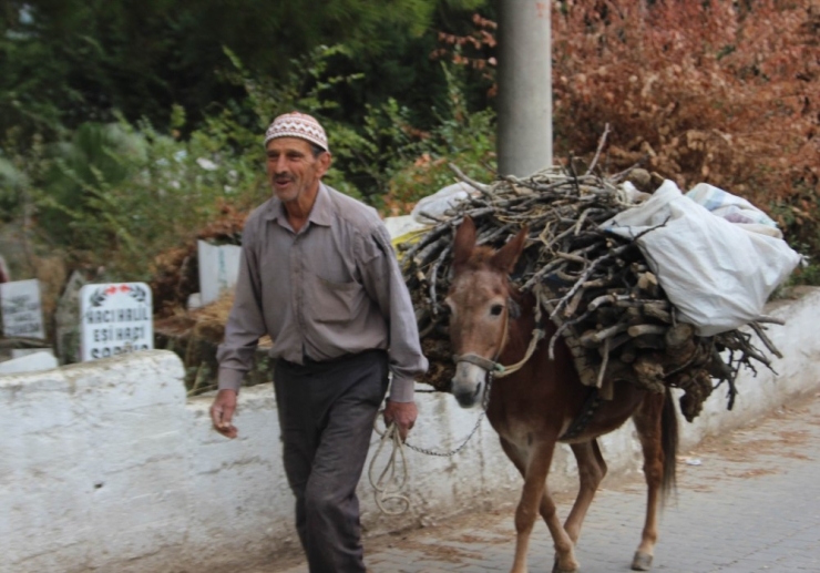 Aydın’da Köylüler Kış Hazırlıklarına Başladı