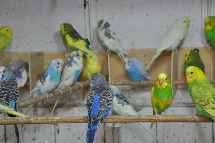 En İyi Dostu Hayvanlar