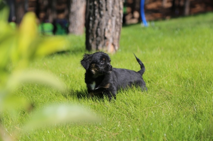 Mesire Alanında Hayvanlara Yaşam Alanı