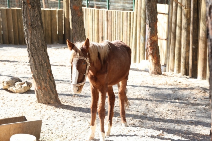 Mesire Alanında Hayvanlara Yaşam Alanı