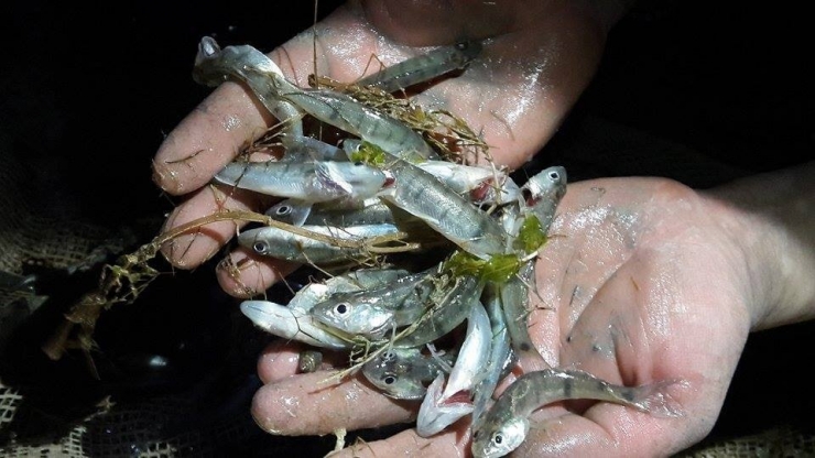 Su Birikintilerinde Mahsur Kalan Yavru Balıklar Kurtarıldı