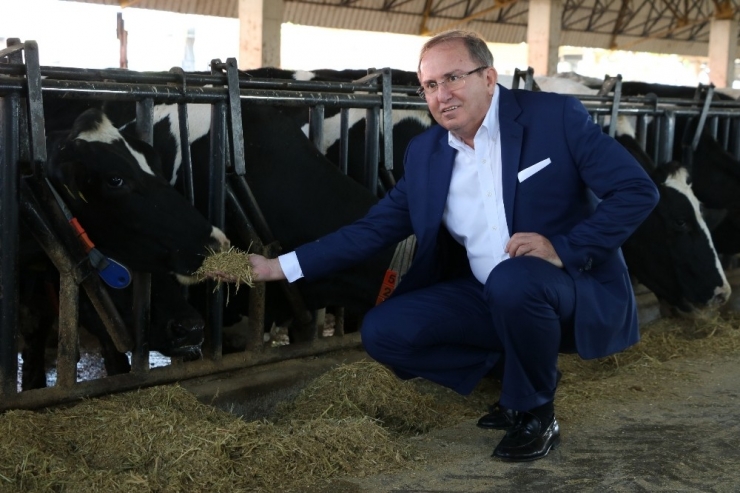 Sütler El Değmeden Sağılarak Şişeleniyor