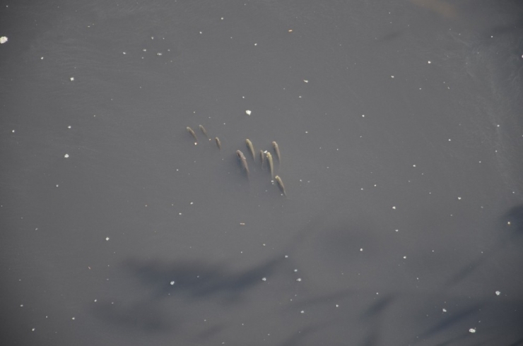 Fabrika Atıkları Balıkları Oksijensiz Bıraktı