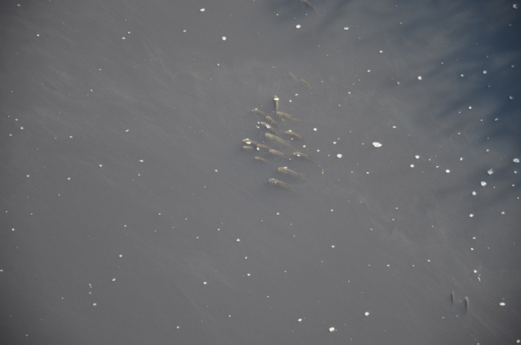 Fabrika Atıkları Balıkları Oksijensiz Bıraktı