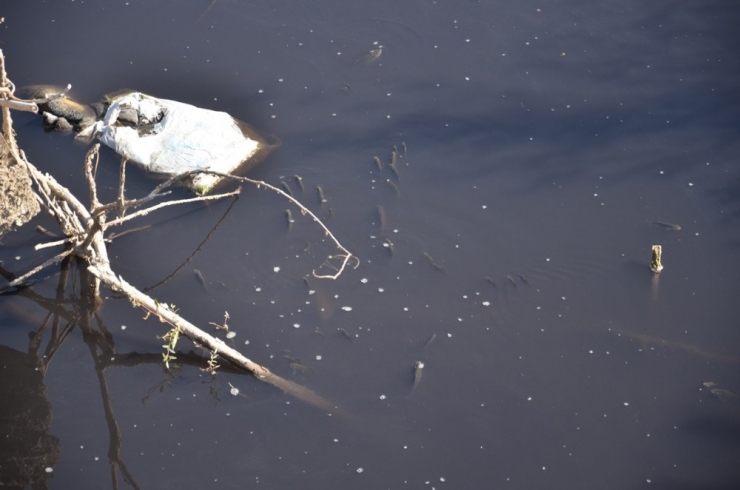 Fabrika Atıkları Balıkları Oksijensiz Bıraktı
