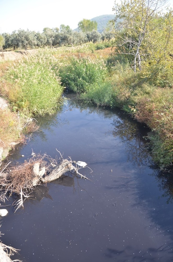 Fabrika Atıkları Balıkları Oksijensiz Bıraktı