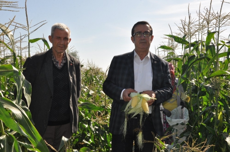 Mısır Hasadı Başladı