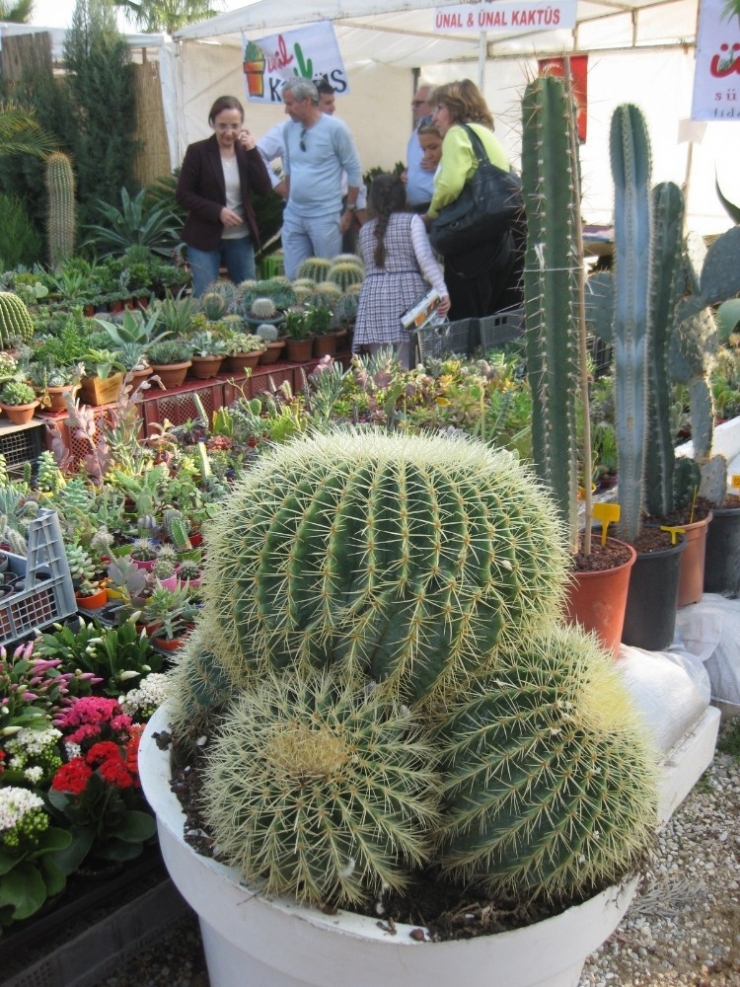 Türkiye’nin Süs Bitkisi İhtiyacının Yüzde 60’ı Ödemiş’ten Karşılanıyor