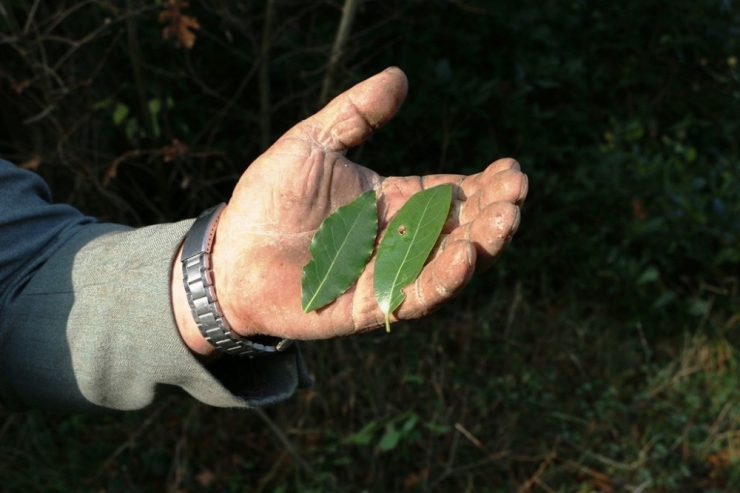 Defne Üretiminde Ekonomiye Büyük Katkı