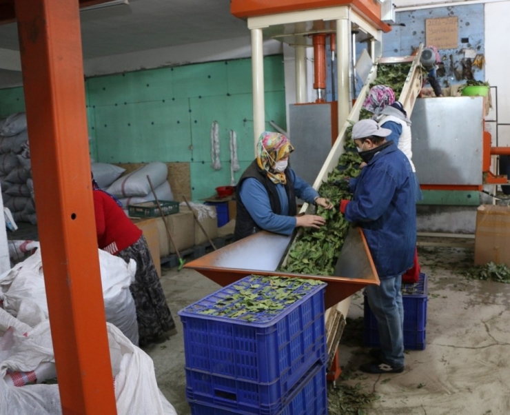 Defne Üretiminde Ekonomiye Büyük Katkı
