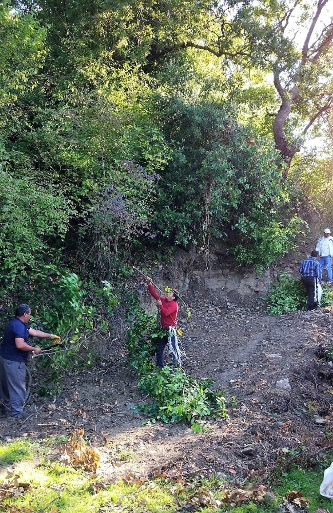 Defne Üretiminde Ekonomiye Büyük Katkı