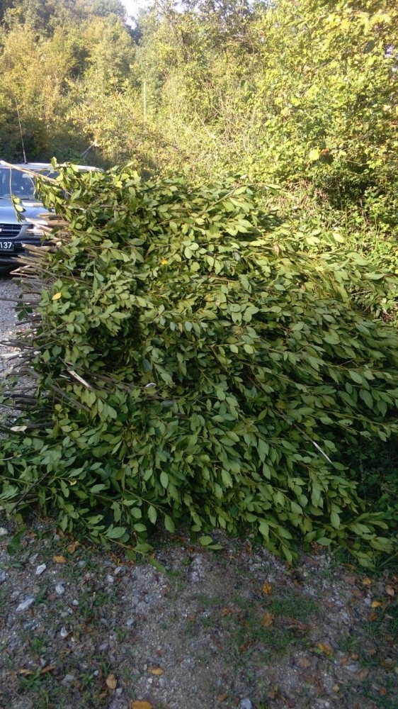 Defne Üretiminde Ekonomiye Büyük Katkı