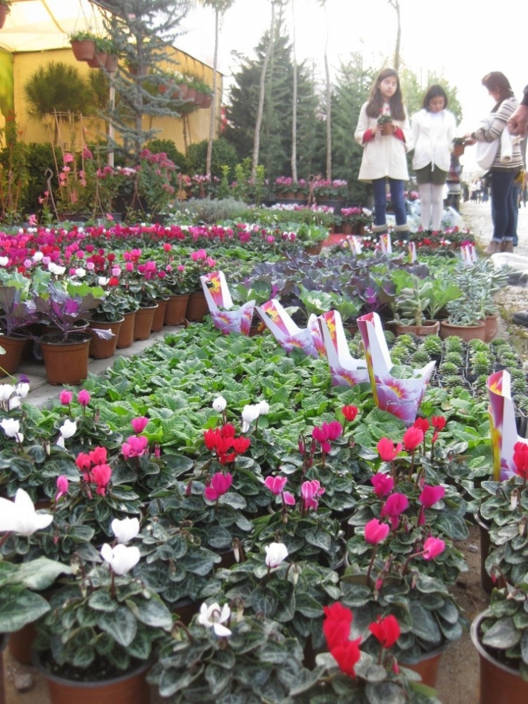 Türkiye’nin Süs Bitkisi İhtiyacının Yüzde 60’ı Ödemiş’ten Karşılanıyor