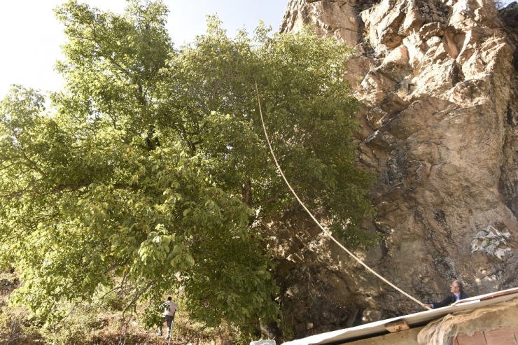 Gümüşhane’de Ceviz Hasadı Tamamlanmak Üzere