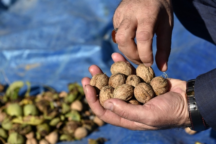 Gümüşhane’de Ceviz Hasadı Tamamlanmak Üzere