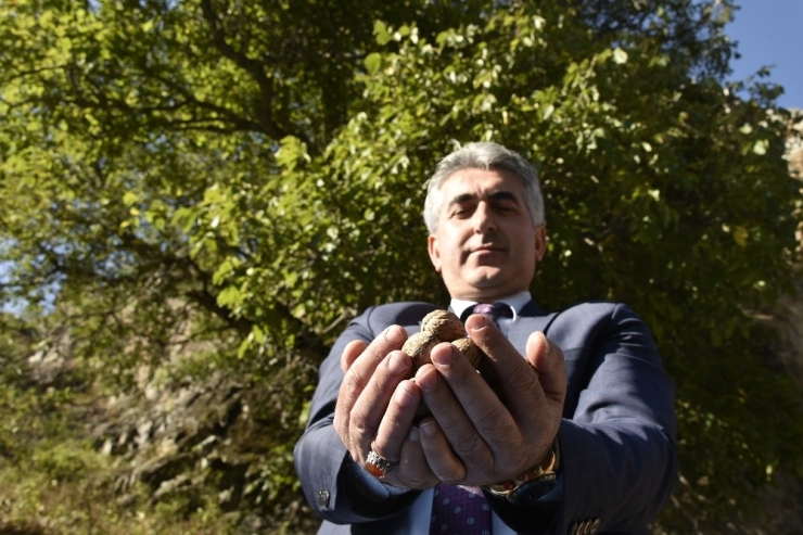 Gümüşhane’de Ceviz Hasadı Tamamlanmak Üzere