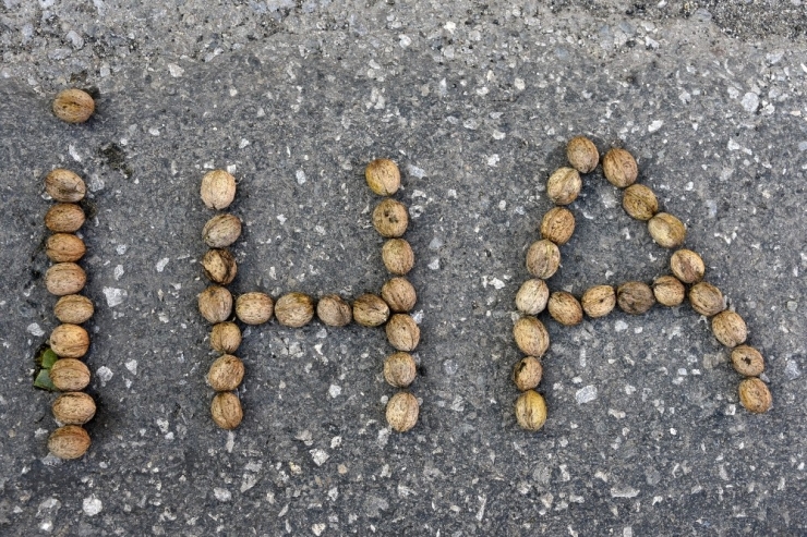 Gümüşhane’de Ceviz Hasadı Tamamlanmak Üzere