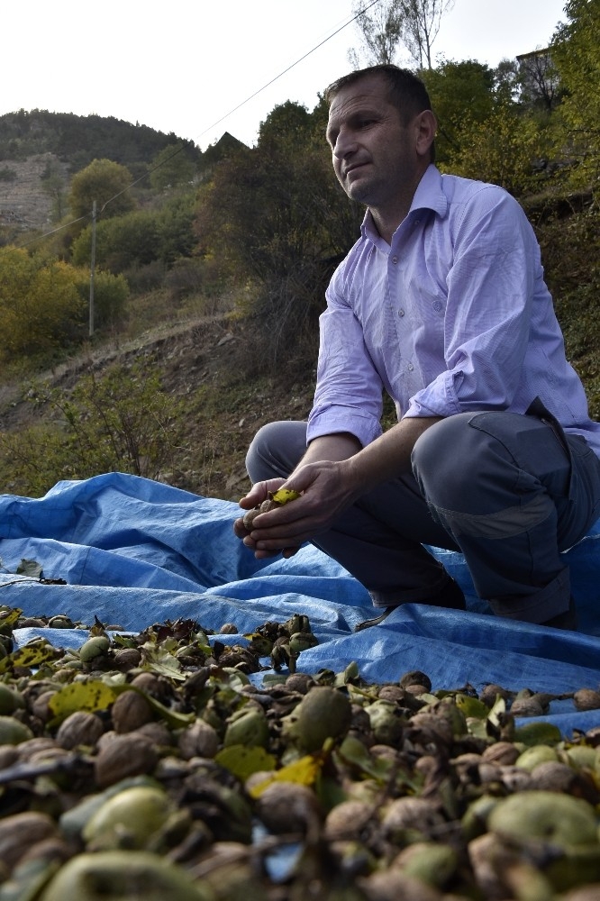 Gümüşhane’de Ceviz Hasadı Tamamlanmak Üzere