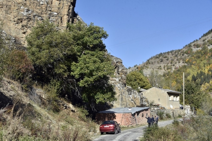 Gümüşhane’de Ceviz Hasadı Tamamlanmak Üzere