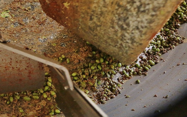 Çiğ Burun Yağı Şifa Kaynağı