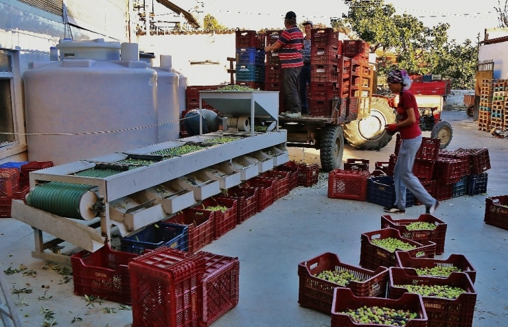 Çiğ Burun Yağı Şifa Kaynağı