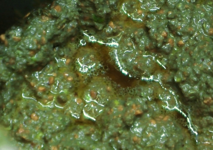 Çiğ Burun Yağı Şifa Kaynağı