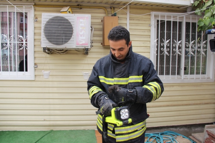 Çatıda Sıkışan Yavru Kediyi İtfaiye Kurtardı