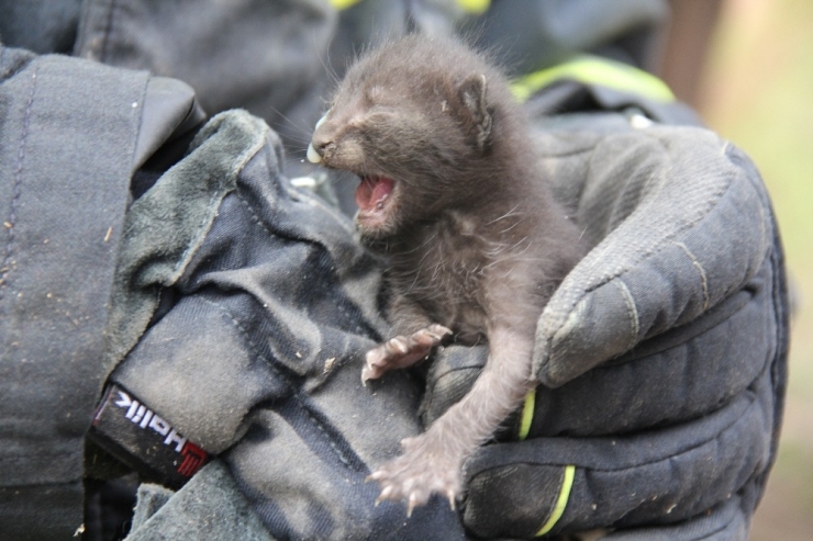 Çatıda Sıkışan Yavru Kediyi İtfaiye Kurtardı