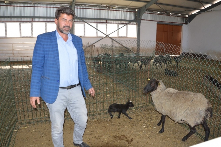Ukrayna’dan Getirdiği Koyunlar Yılda 8 Yavru Veriyor