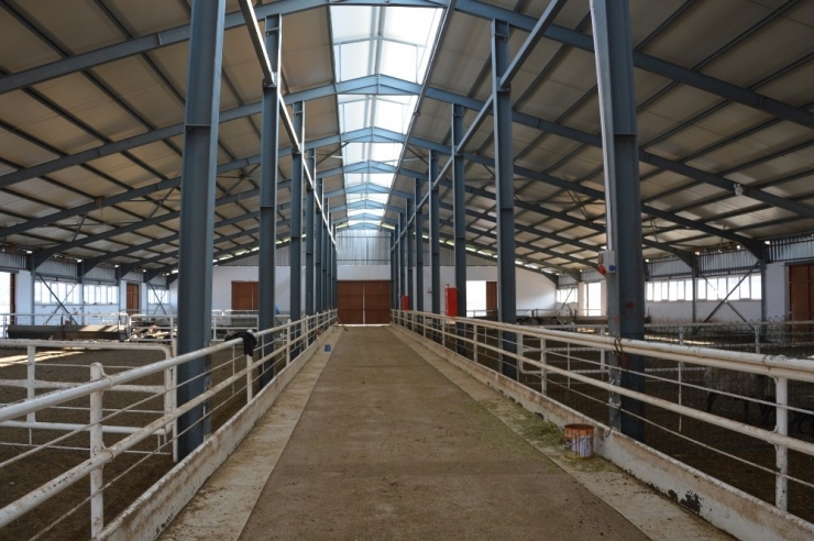 Ukrayna’dan Getirdiği Koyunlar Yılda 8 Yavru Veriyor