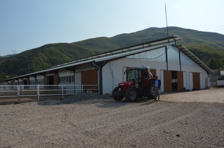 Ukrayna’dan Getirdiği Koyunlar Yılda 8 Yavru Veriyor