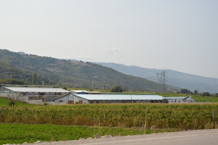 Ukrayna’dan Getirdiği Koyunlar Yılda 8 Yavru Veriyor