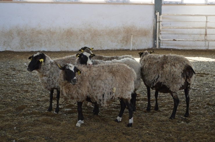 Ukrayna’dan Getirdiği Koyunlar Yılda 8 Yavru Veriyor