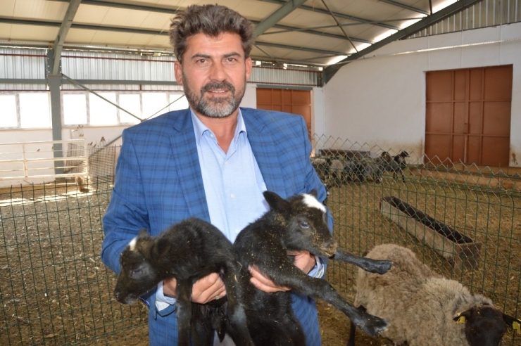 Ukrayna’dan Getirdiği Koyunlar Yılda 8 Yavru Veriyor